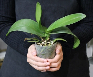 「ドナルド・マクドナルド・ハウス せたがや」オープンハウス2019 に参加致します。