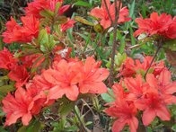 mNI8nnVtq4NvGAgH8EHH.jpg?w=940&h=940