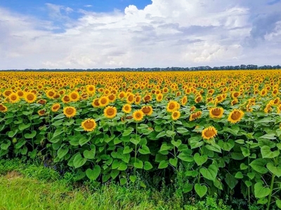 2021年以前の蜂場の様子