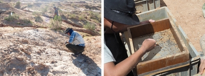 哺乳類化石産出層（左）と小型脊椎動物化石の取り出し作業（右）