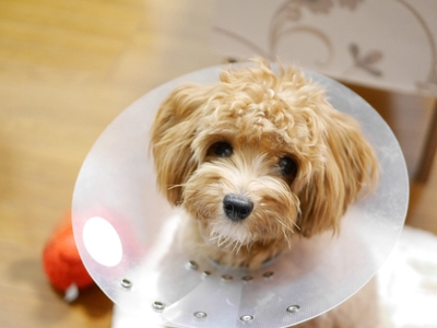 mWAoWomN7wasE8eBx6oR.jpeg?w=940&h=940