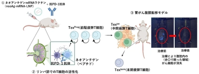 腹膜転移型胃がんに治療効果を示すmRNAワクチンを開発　免疫チェックポイント阻害剤と併用する治療法の確立に期待