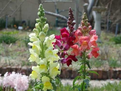 キンギョソウ (4月中旬～5月下旬)