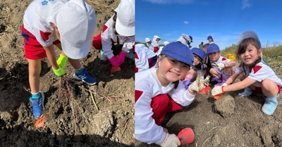 近畿大学九州短大附属幼稚園の園児がサツマイモ収穫を体験　自然への興味、食べ物への感謝の気持ちを育む