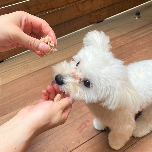食べている様子2