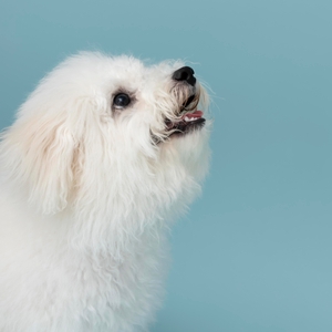 mceEb0gejgFRcxtdJJlI.jpg?w=940&h=940