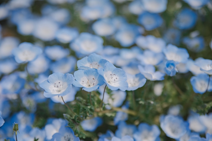 舎人公園のネモフィラ