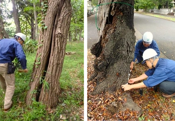 東京都公園協会「樹木管理用システム」の特許取得について
