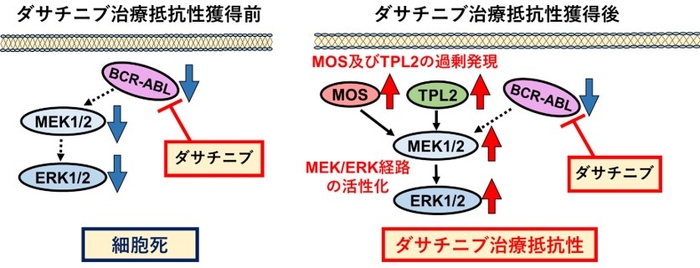 ダサチニブ治療抵抗性獲得機構