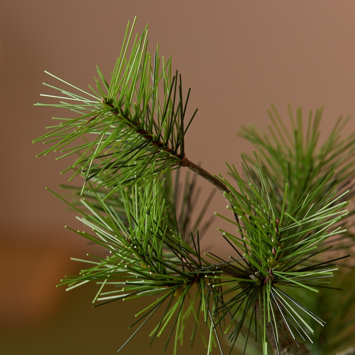 「A-BONSAI(R)Moyogi Light 信楽焼鉢」頭アップ