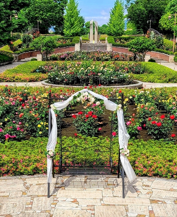 最盛期のバラ園(昨年の様子)