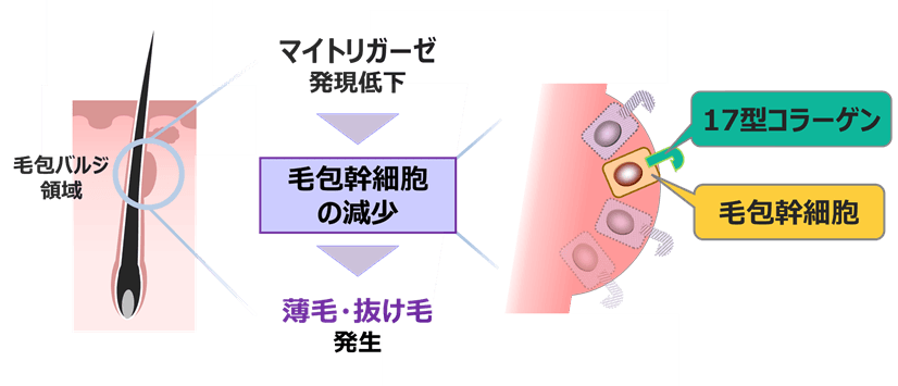 図2.マイトリガーゼの減少に伴う薄毛・抜け毛について想定されるメカニズム