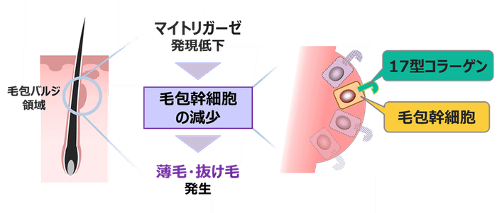 図2.マイトリガーゼの減少に伴う薄毛・抜け毛について想定されるメカニズム