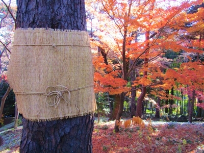 mmpcwRZDmLWVT92jd8ew.jpeg?w=940&h=940