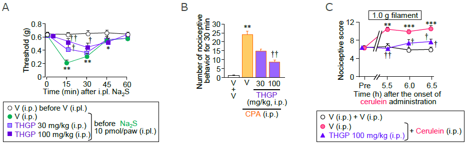 図3 マウスにおいて、THGPの腹腔内投与(i.p.)は、Na2S足底内投与による痛覚閾値の低下、シクロホスファミド(CPA)誘起膀胱炎による膀胱痛様行動およびセルレイン誘起膵炎による腹部関連痛覚過敏を抑制した(A:Na2S足底内投与の30分前にTHGPを腹腔内投与、B:膀胱炎モデルマウスの膀胱痛様行動、C:膵炎モデルマウスの腹部関連痛覚過敏)
