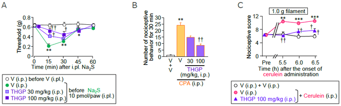 図3 マウスにおいて、THGPの腹腔内投与(i.p.)は、Na2S足底内投与による痛覚閾値の低下、シクロホスファミド(CPA)誘起膀胱炎による膀胱痛様行動およびセルレイン誘起膵炎による腹部関連痛覚過敏を抑制した(A:Na2S足底内投与の30分前にTHGPを腹腔内投与、B:膀胱炎モデルマウスの膀胱痛様行動、C:膵炎モデルマウスの腹部関連痛覚過敏)