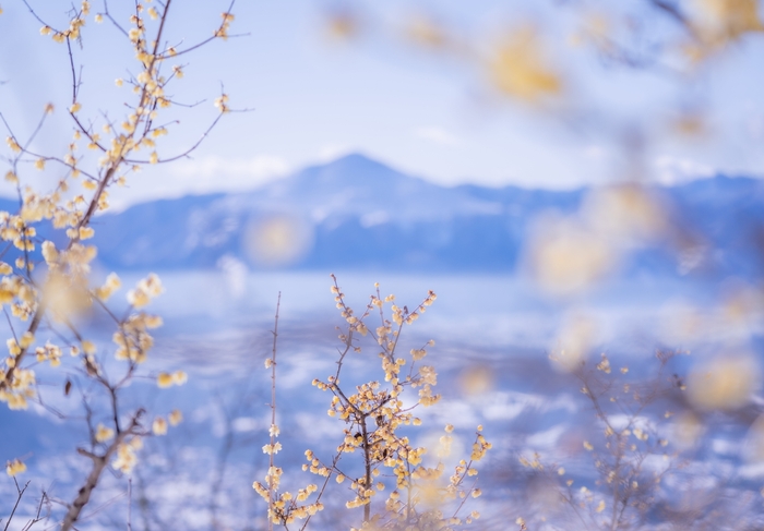 長瀞宝登山臘梅園　イメージ