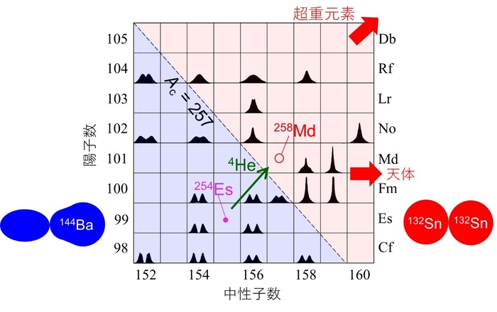 図2 自発核分裂で観測された核分裂片の質量数分布の形状を核種ごとに示したもの。山が1つのものは対称分裂を示し、山が2つあるものは非対称分裂を示す。ちぎれた瞬間の核分裂片の形も示す。