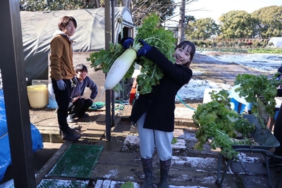 附属農場でダイコンを収穫