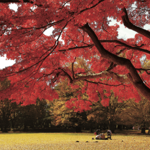 mrwxmviXlB91c5TFso1s.png?w=940&h=940