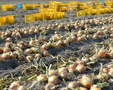 msPkY4qOKK5v7Xzg7LrA.jpg?w=940&h=940