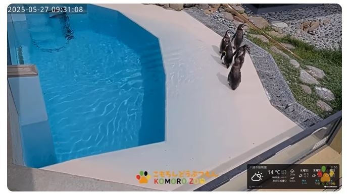 小諸市動物園公式YouTubeチャンネル　ペンギン舎ライブカメラ