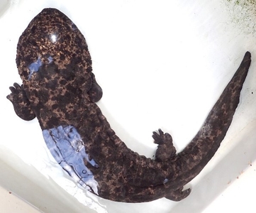 muWLg0lWWJvMAptT3VY5.jpg?w=940&h=940