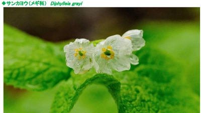 六甲高山植物園 雨に濡れると透ける花 「サンカヨウ」が開花しました！