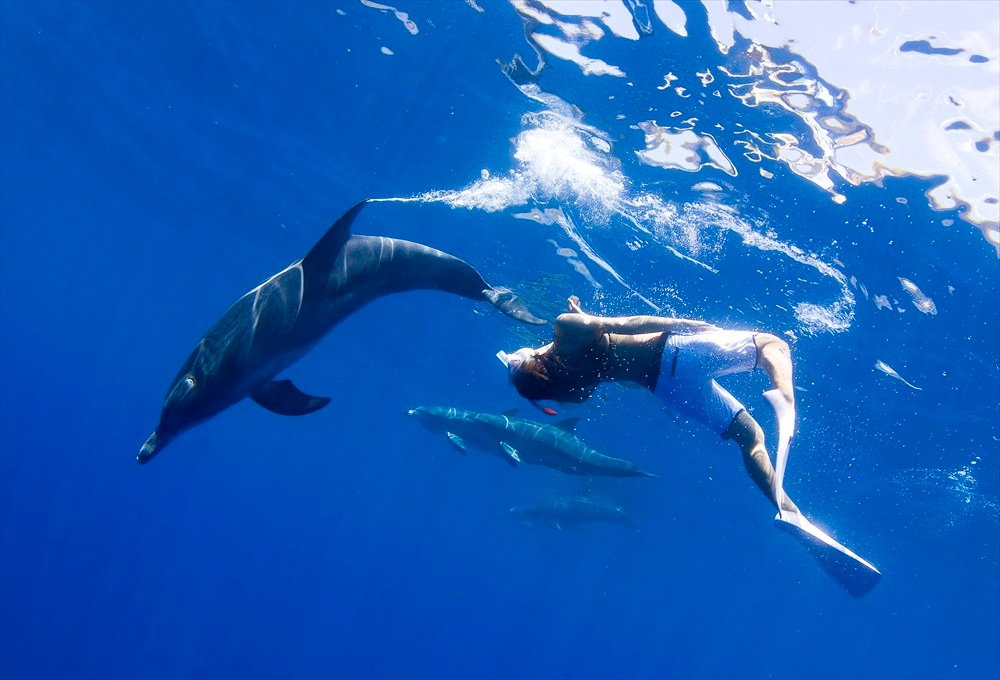 小笠原で日常的なドルフィンスイムは究極のリフレッシュ方法の一つ