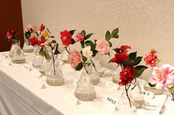 神代つばき展(令和4年度撮影)