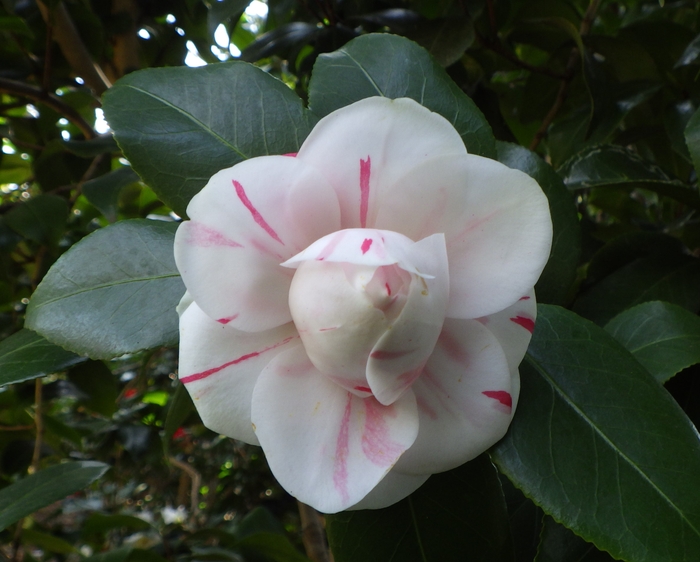 ツバキ‘神代桃錦’　