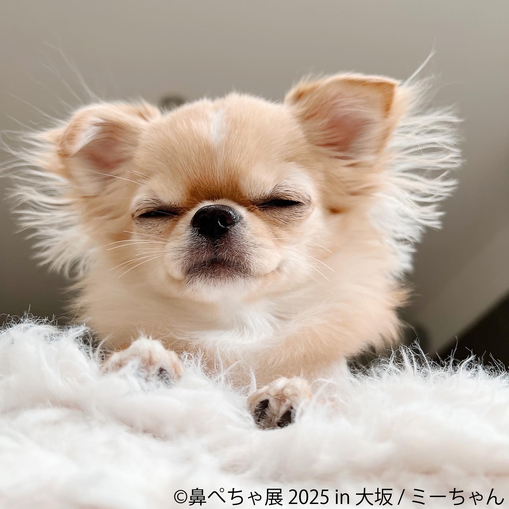 鼻ぺちゃ展 展示作品:ミーちゃん