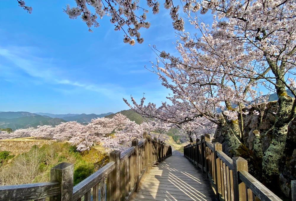 「天空の城」竹田城跡のふもとで春のお花見プラン発表
「宿屋 天空」桜の季節だけ15%OFF　1名様5,100円から