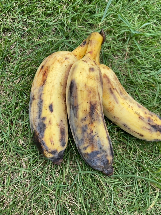 食べごろのブルートバナナ