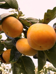 n4FA7QnEXStffw668GW1.jpg?w=940&h=940