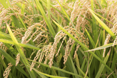 n5MmzphQ8UiG6psNkWPE.png?w=940&h=940