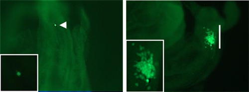 従来のES/iPS細胞と異なる新規多能性細胞－領域選択型エピ幹細胞－を樹立！ 近畿大学農学部バイオサイエンス学科