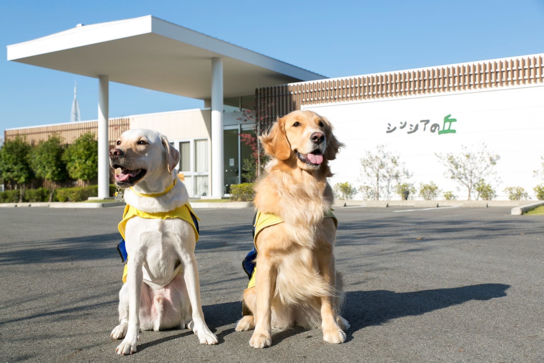 介助犬総合訓練センター「シンシアの丘」と介助犬 撮影:社会福祉法人日本介助犬協会
