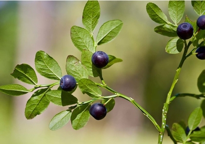 nA7bxULjB3NHm830bJHl.jpg?w=940&h=940