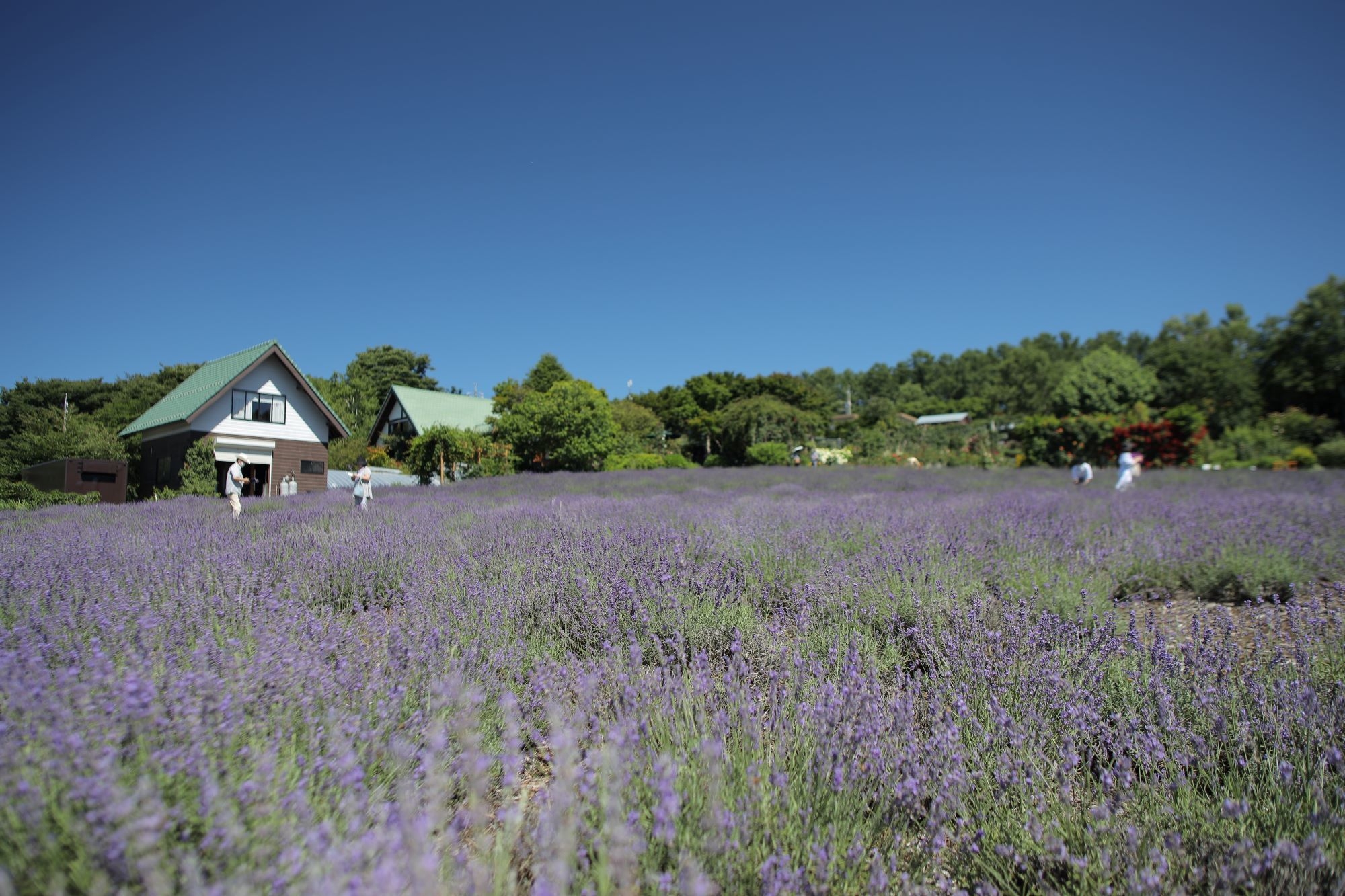 【標高1,000mラベンダー畑】夢ハーベスト農場