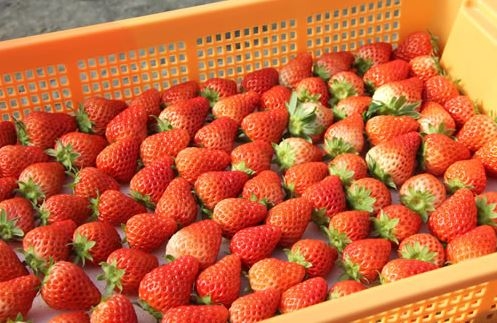 収穫したばかりの苺