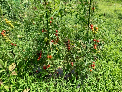 nNARM1Le7G0FzChmVrIj.jpg?w=940&h=940