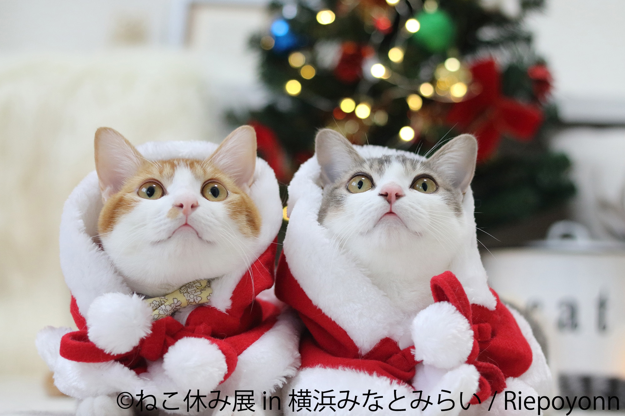 サンタ姿の猫たち集合！「ねこ休み展」1年ぶり横浜で開催 X'mas