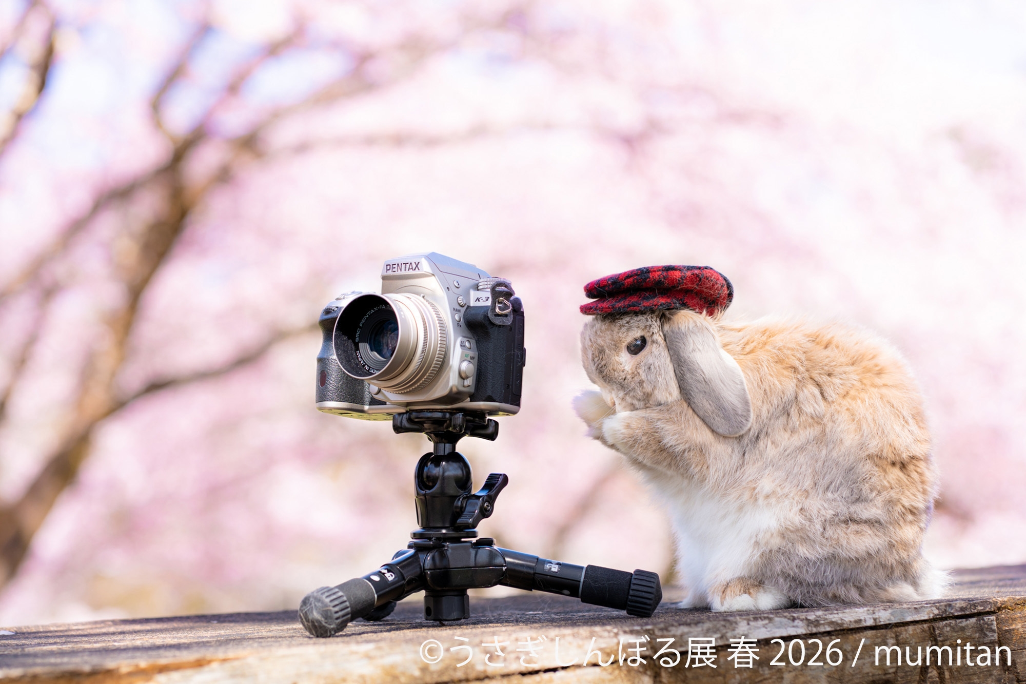 祝10周年「うさぎしんぼる展」が過去最大規模で名古屋開催決定！ 2月28