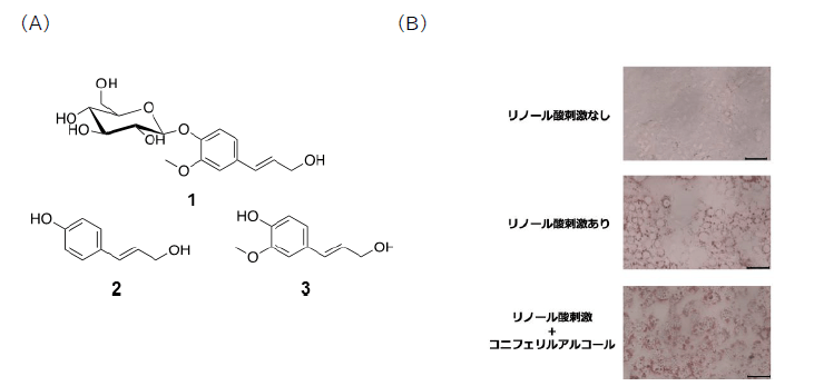 図2. 種子用スイカから単離したモノリグノール化合物とコニフェリルアルコールによる皮脂合成促進効果