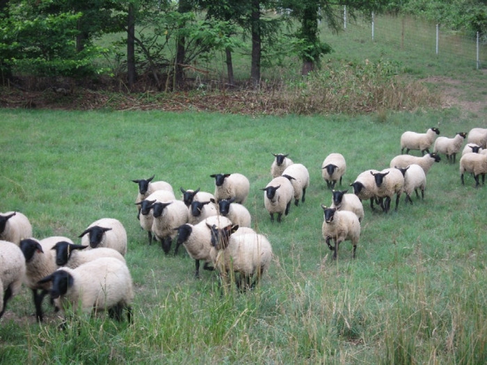 赤平めん羊牧場　放牧風景(2)