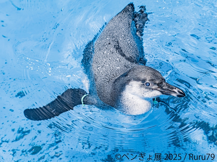 ペンギン 展示作品:Ruru79