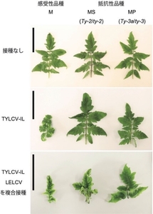 図1 ウイルス接種の有無によるトマトの葉の比較　ウイルスを接種していないトマトの葉では、感受性品種と抵抗性品種で葉の形態に違いはない。また、TYLCV-ILが感染した感受性品種であるMでは黄化葉巻症状が認められるが、抵抗性遺伝子であるTy-2を有するMSやTy-3aを有するMPでは、明確な発病は認められない。一方で、LELCVとTYLCV-ILが複合感染したトマトでは、感受性のMだけでなく、抵抗性遺伝子を持つMSやMPにおいても黄化葉巻症状が認められる。
