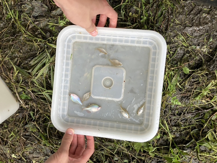 ニッポンパラタナゴ(捕獲個体)