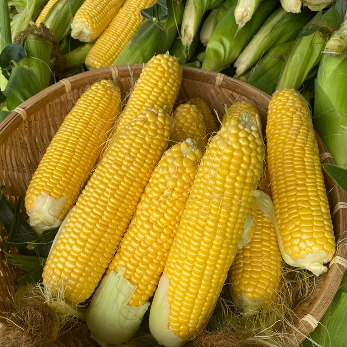 とうもろこし早むき大会(7/12)